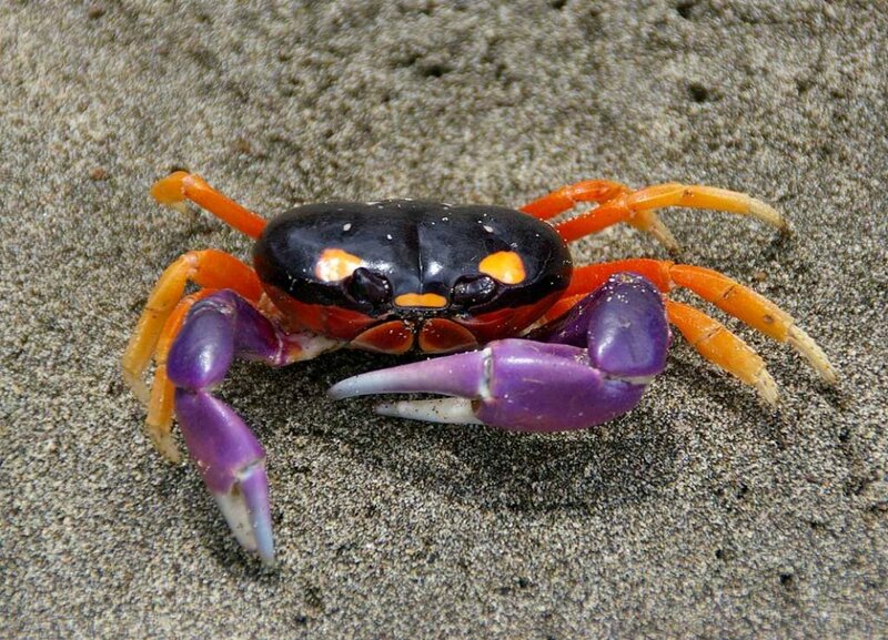 Purple Crab on Sand