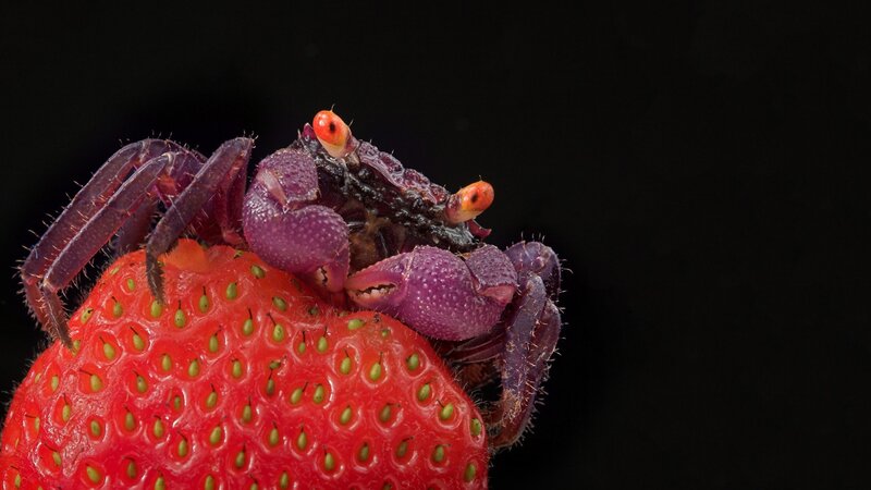 Purple Crab on Strawberry — Red