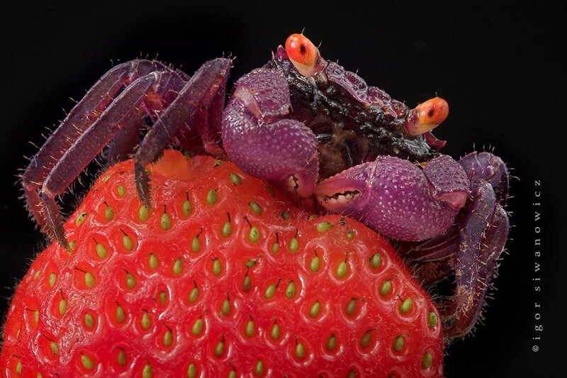 Purple Crab on Strawberry