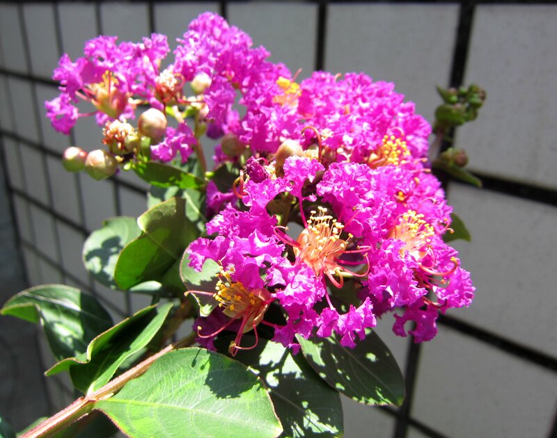 Purple Crape Myrtle Flowers — Bright