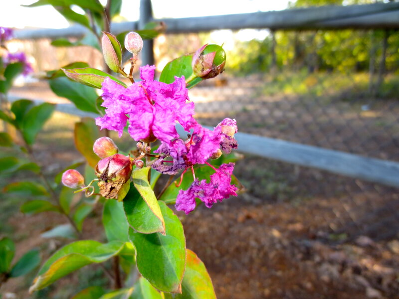 Purple Crape Myrtle Flowers — Calm, Afternoon