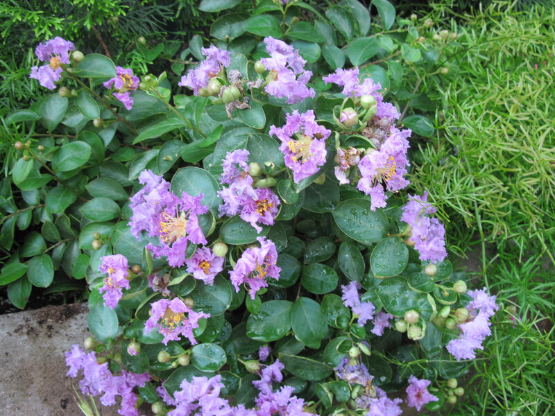 Purple Crape Myrtle Flowers — Calm