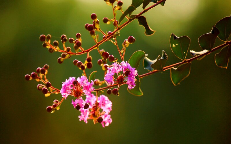 Purple Crape Myrtle Flowers — Pink