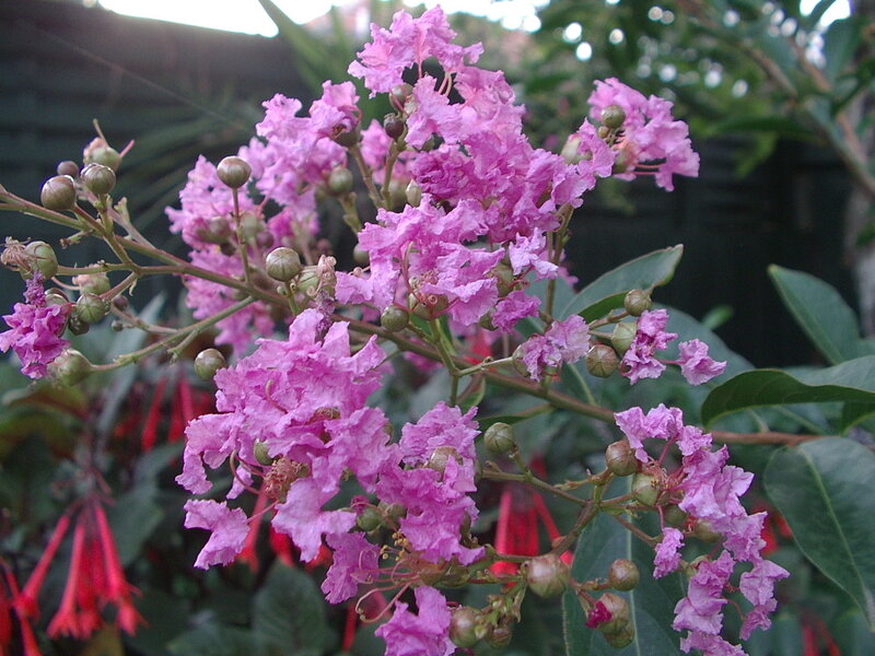 Purple Crape Myrtle Flowers
