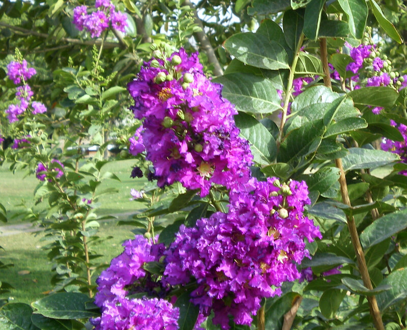 purple crepe myrtle flowers
