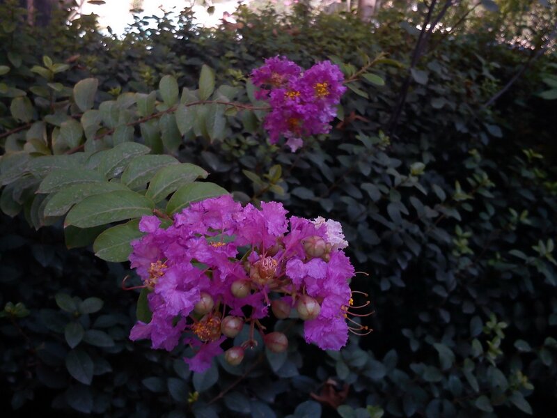 Purple Crepe Myrtle Flowers — Calm, Afternoon, Photograph
