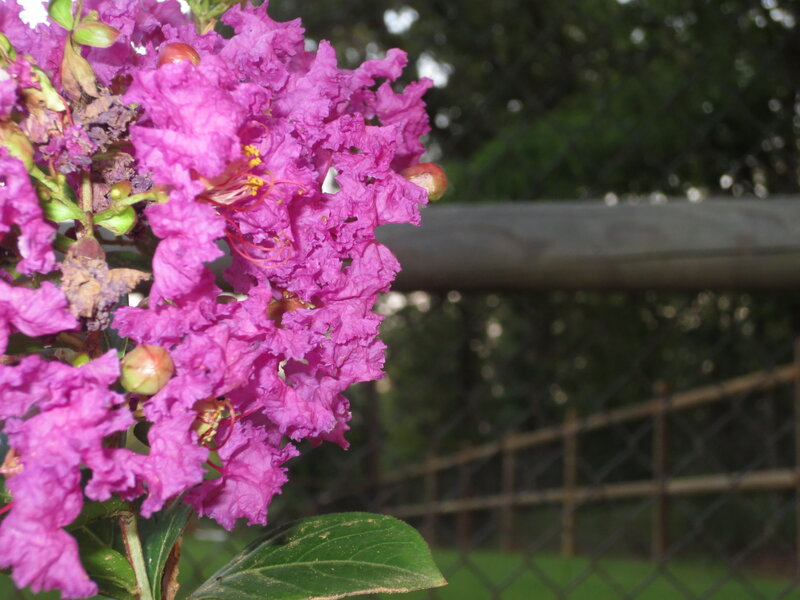 Purple Crepe Myrtle Flowers — Calm, Afternoon