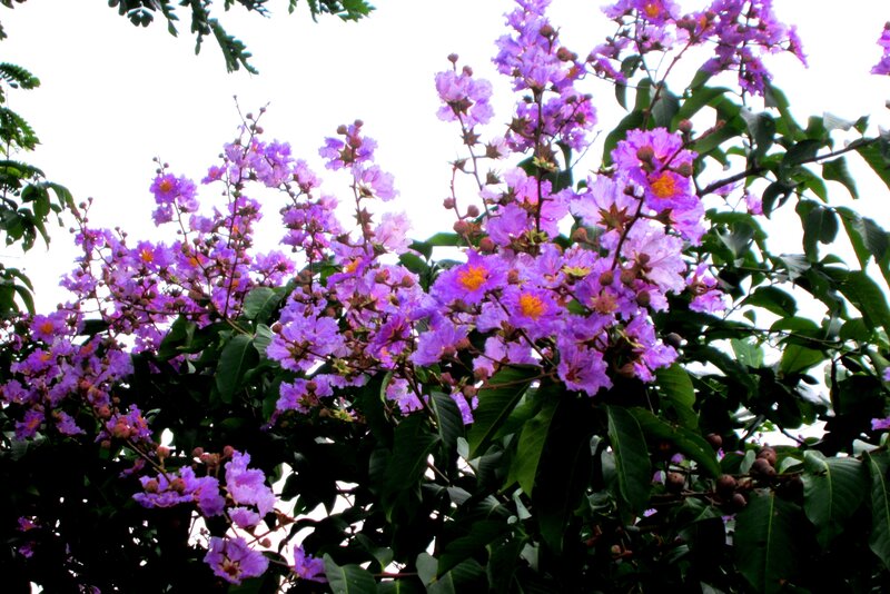 Purple Crepe Myrtle Flowers — Calm, Summer, Photograph