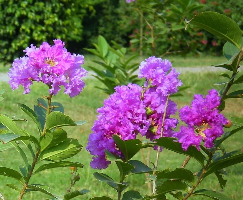 Purple Crepe Myrtle Flowers — Calm, Summer
