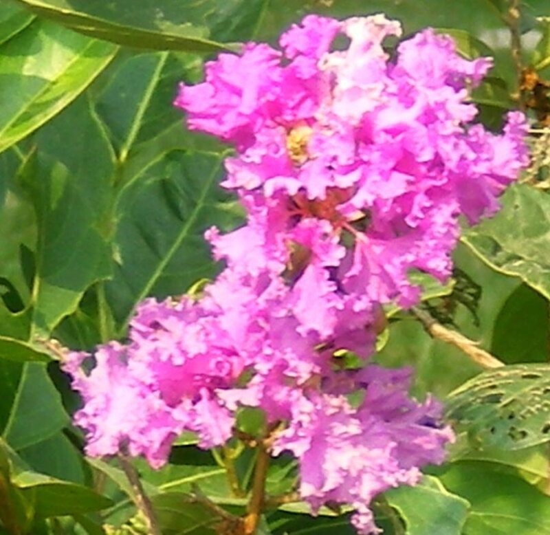 Purple Crepe Myrtle Flowers — Calm