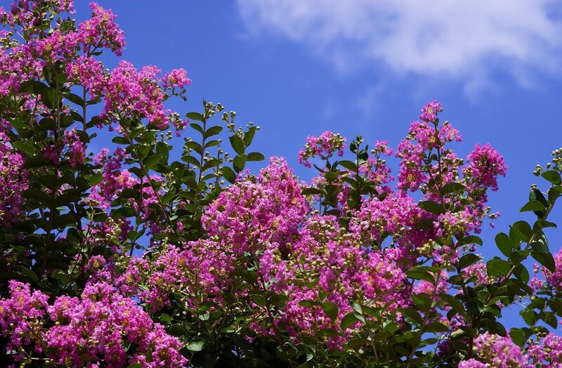 Purple Crepe Myrtle Flowers — Pink