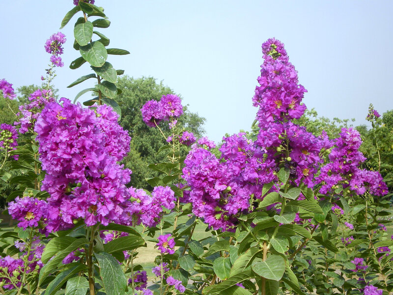 Purple Crepe Myrtle Flowers — Serene, Afternoon, Photograph, Green Leaves, Trees