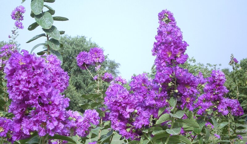 purple crepe myrtle flowers