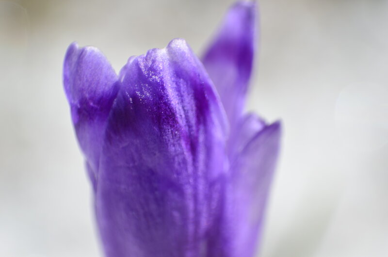 Purple Crocus Bud — Calm