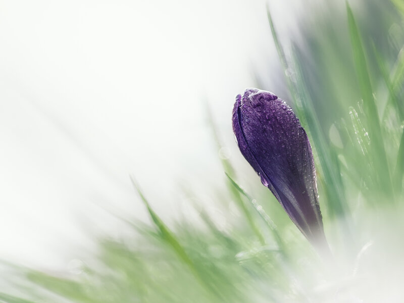 Purple crocus bud in grass