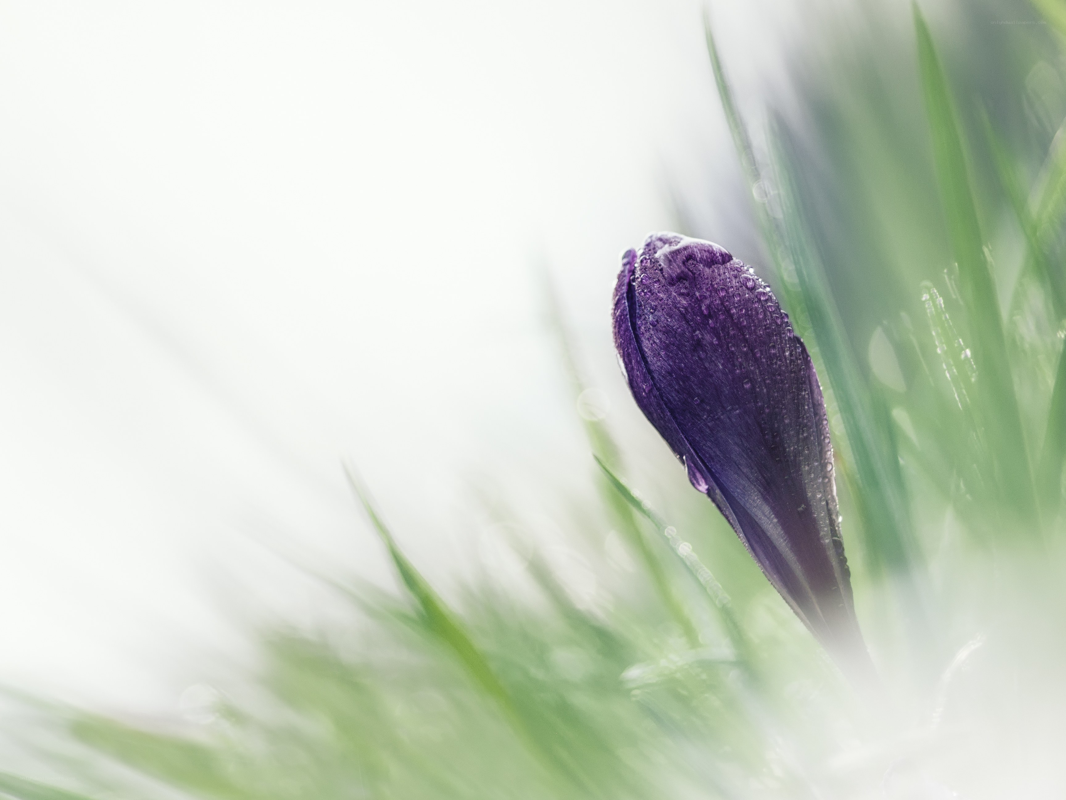 Purple crocus bud in grass