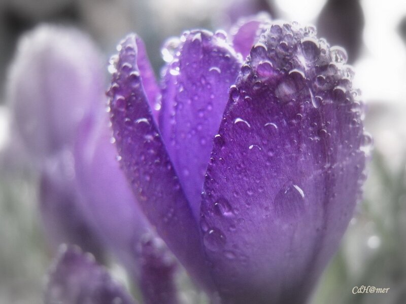 Purple Crocus Bud