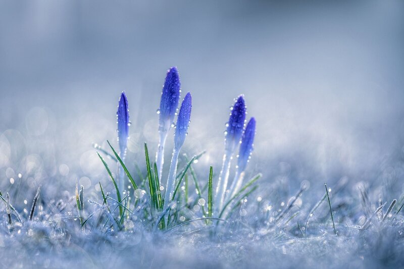 Purple Crocus Buds — Blue, Serene