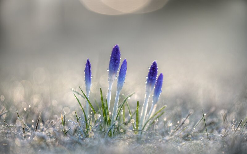Purple Crocus Buds — Blue