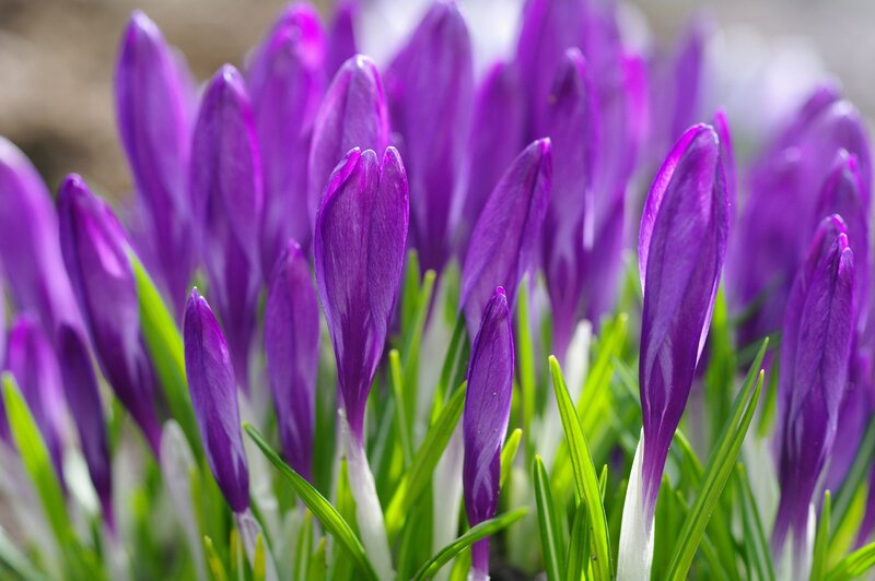 Purple Crocus Buds — Calm