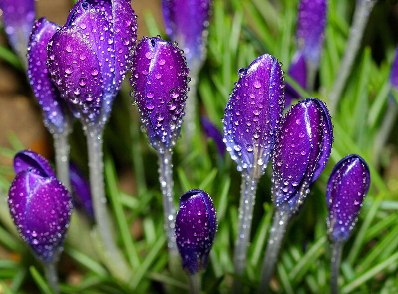 Purple Crocus Buds — Fresh