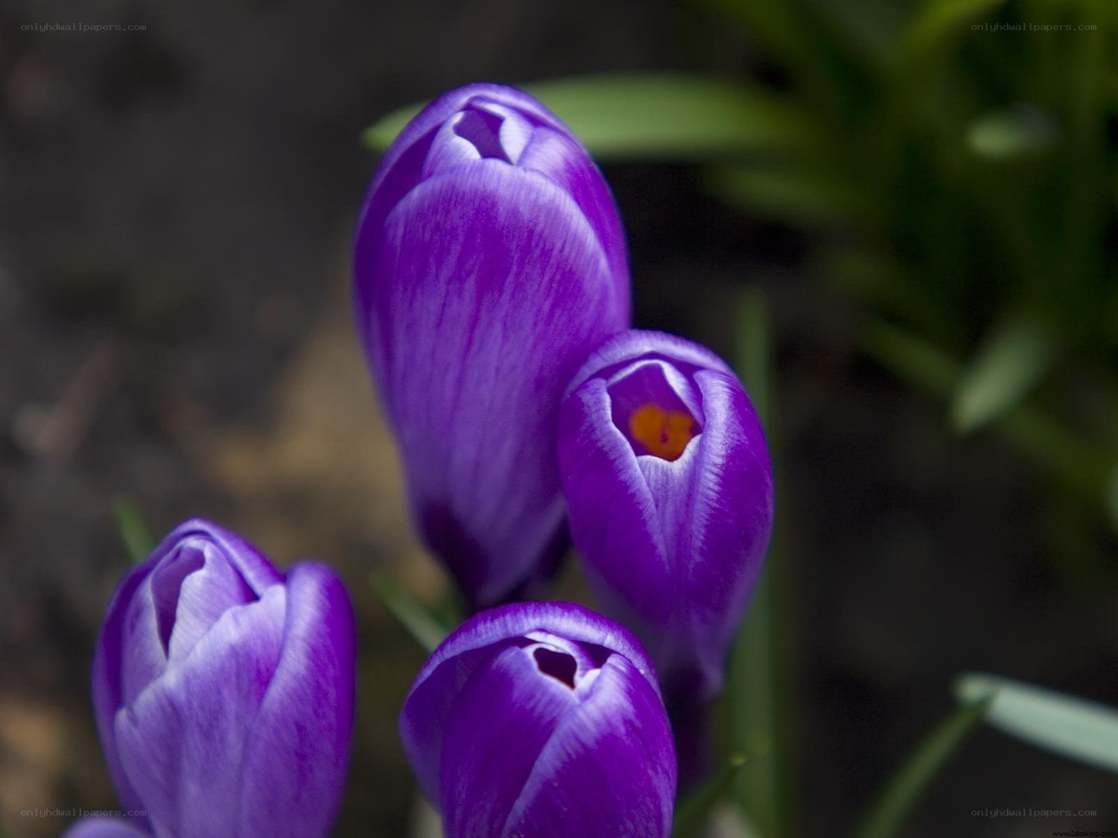 Purple crocus buds in bloom