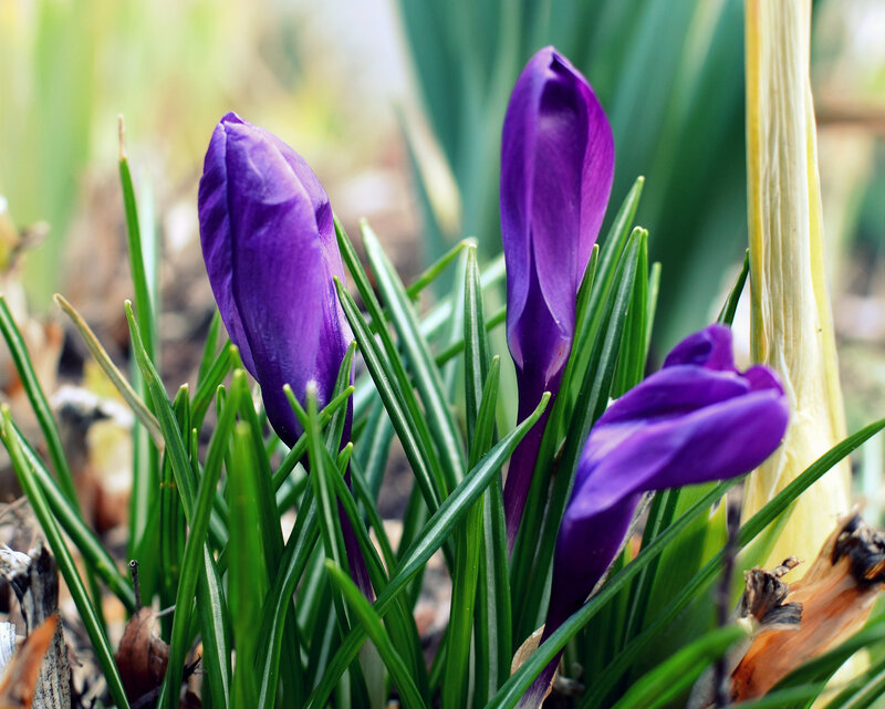 Purple Crocus Buds — Natural