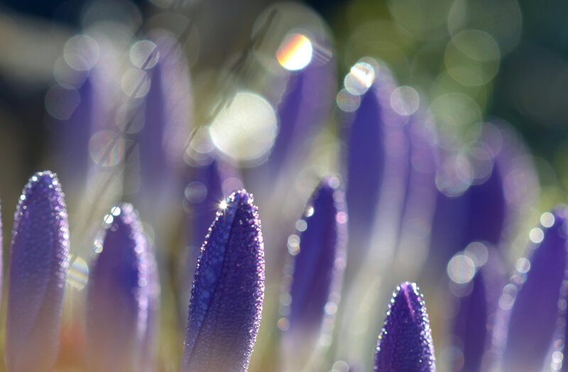 Purple Crocus Buds — Serene, Morning