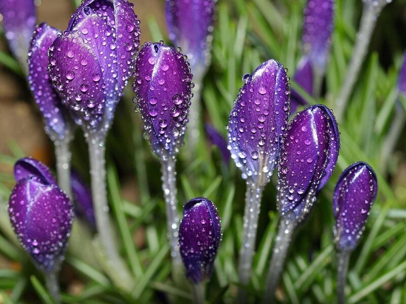 Purple Crocus Buds — Serene, Spring, Photograph, Dew Drops