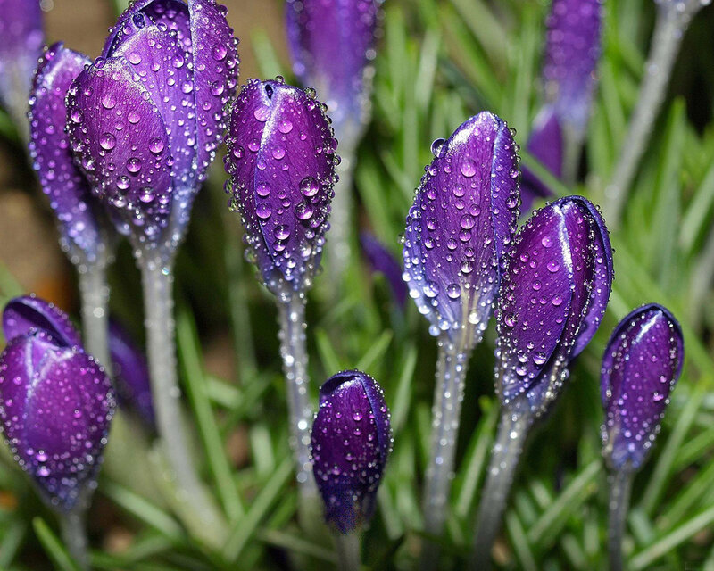 Purple Crocus Buds — Serene, Spring, Photograph, Dewdrops, Green Grass