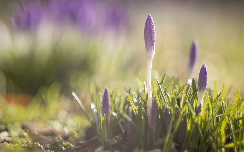 Purple Crocus Buds — Serene, Spring, Photograph, Grass