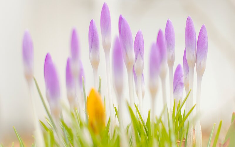 Purple Crocus Buds — Serene, Spring, Photograph, Green Grass