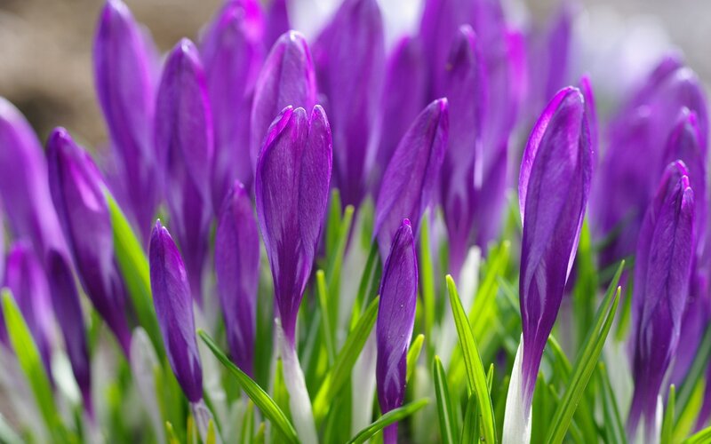 Purple Crocus Buds — Serene, Spring, Photograph, Green Leaves