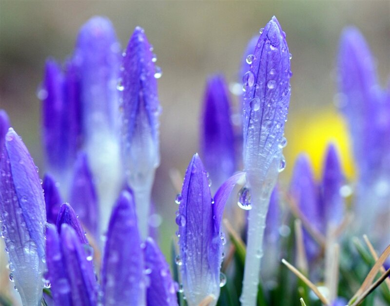 Purple Crocus Buds — Serene, Spring, Photograph
