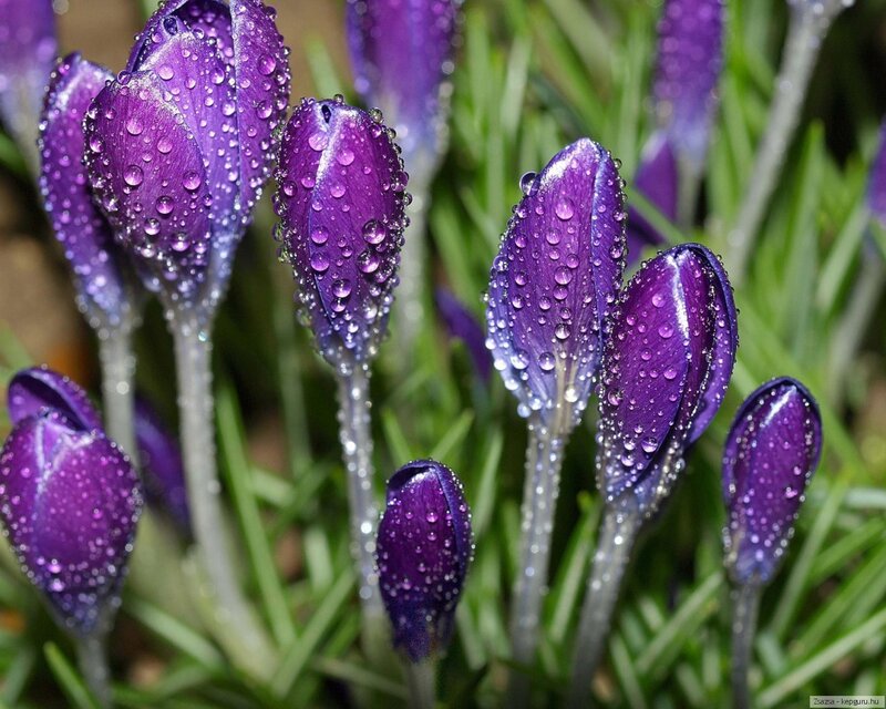 Purple Crocus Buds — Serene