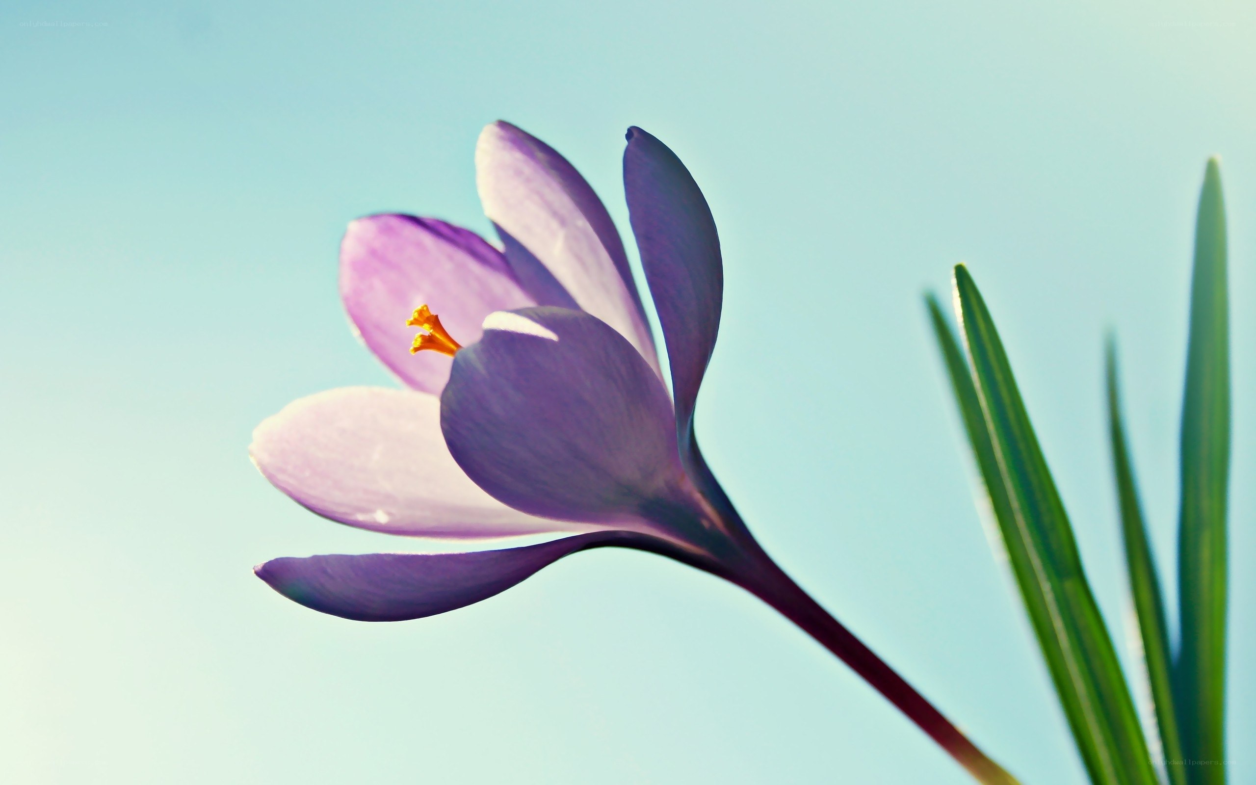 purple crocus flower