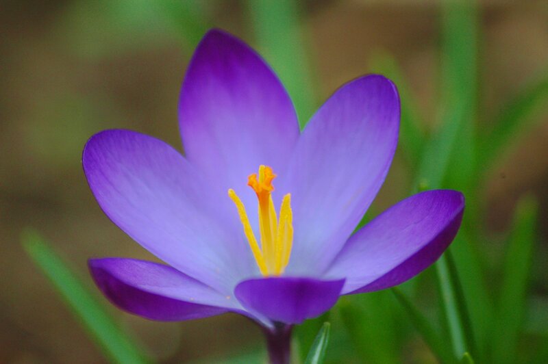 purple crocus flower