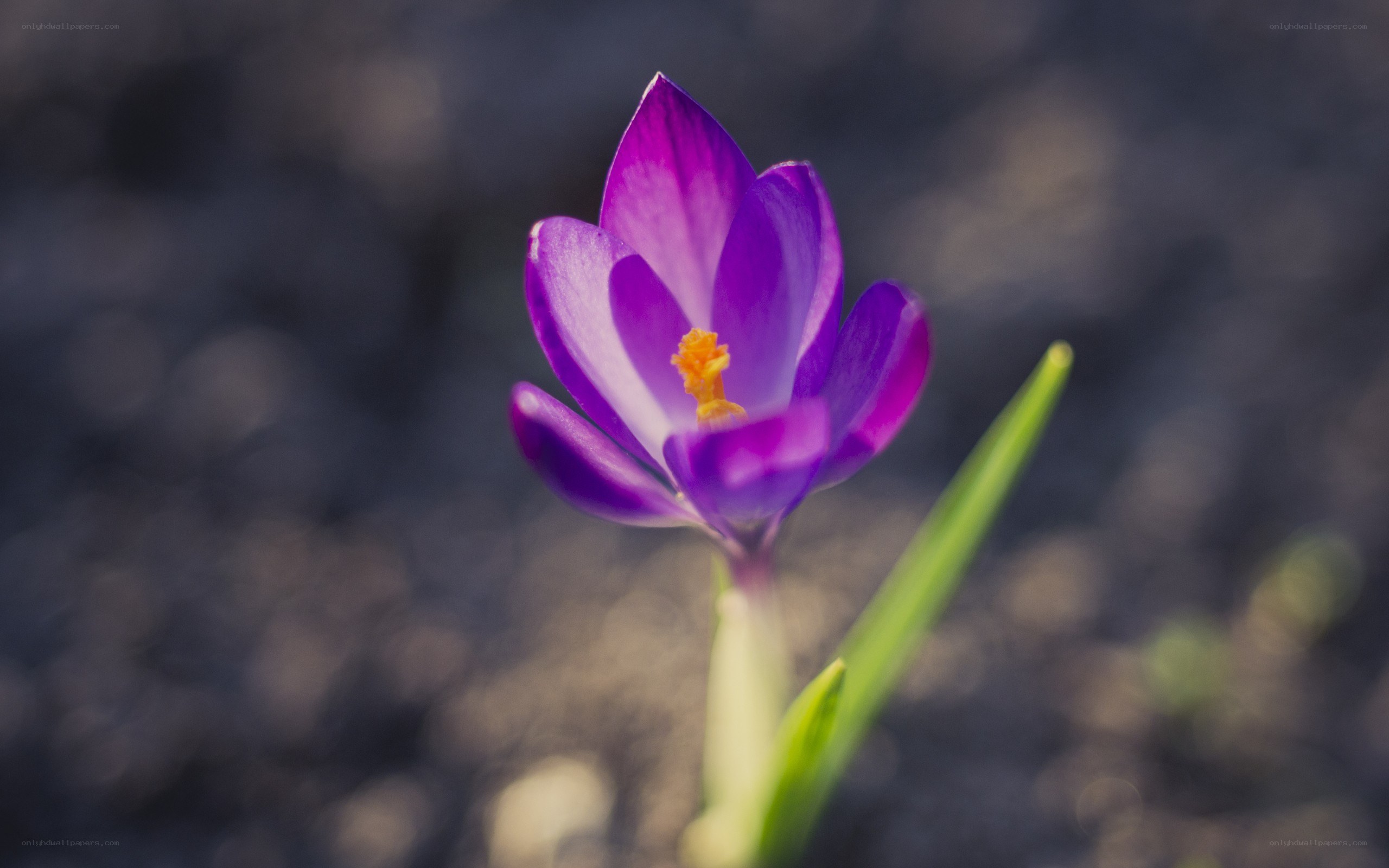purple crocus flower
