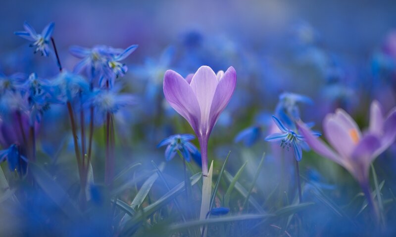 Purple Crocus Flower — Blue, Serene, Spring