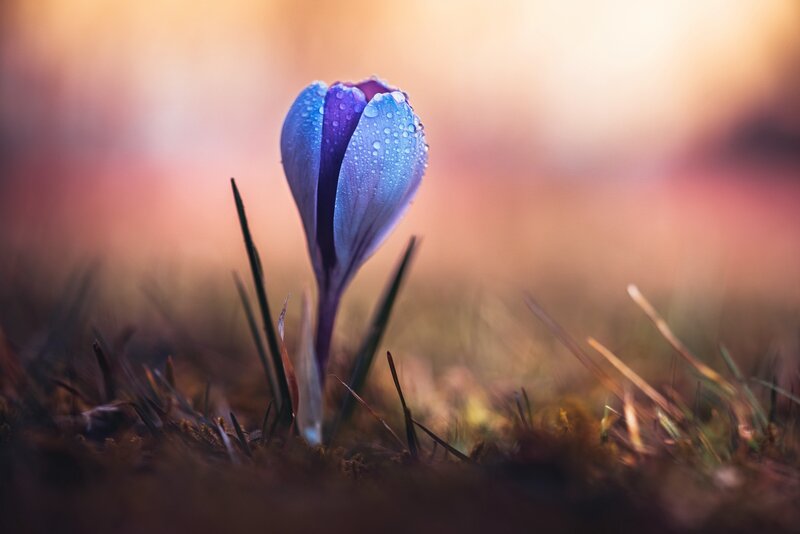 Purple Crocus Flower — Blue, Serene