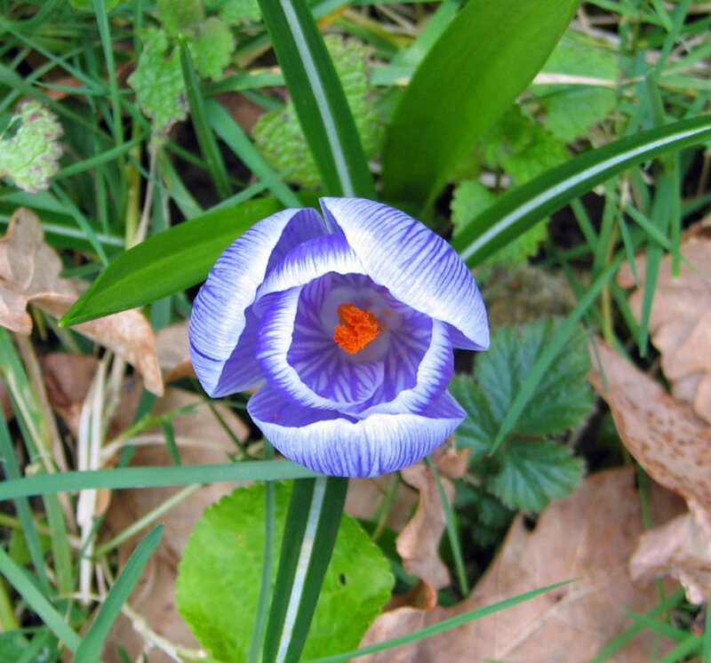 Purple Crocus Flower — Blue