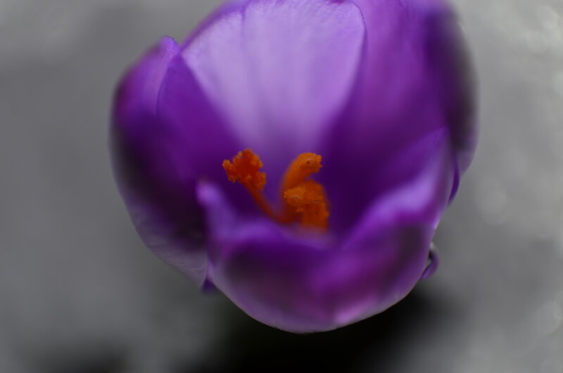 Purple Crocus Flower — Calm, Photograph