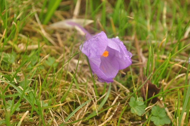 Purple Crocus Flower — Calm, Spring, Photograph, Grass, Moss