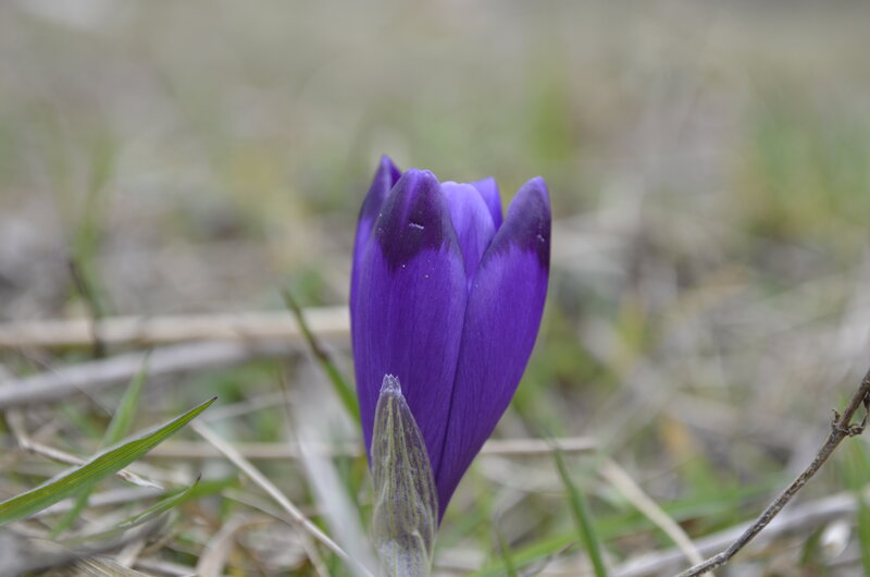 Purple Crocus Flower — Calm, Spring, Photograph, Grass, Stem