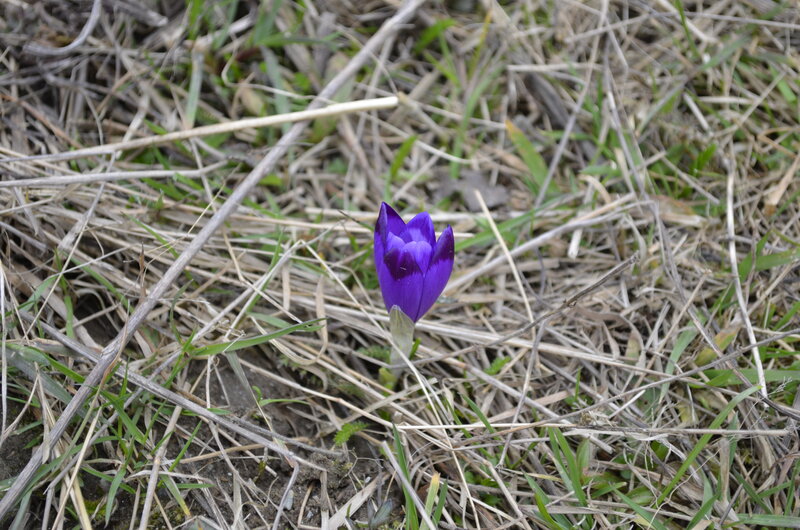 Purple Crocus Flower — Calm, Spring, Photograph, Grass
