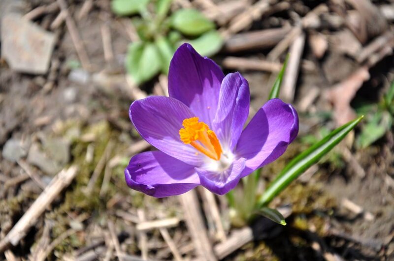 Purple Crocus Flower — Calm, Spring, Photograph, Green Leaves