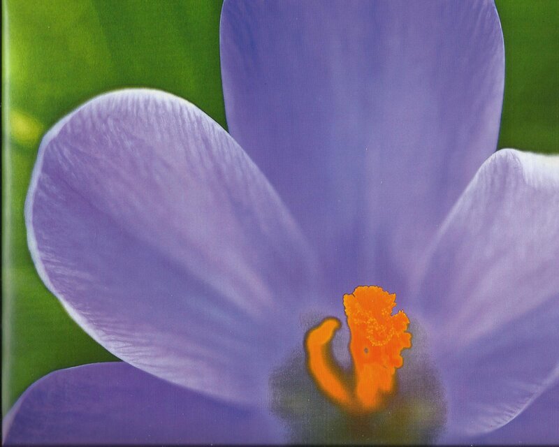 Purple Crocus Flower — Calm, Spring, Photograph, Petals, Stamen