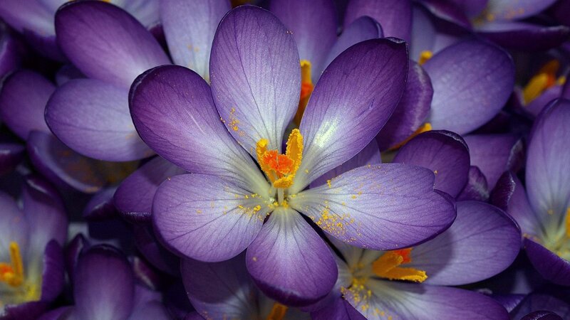 Purple Crocus Flower — Calm, Spring, Photograph, Petals