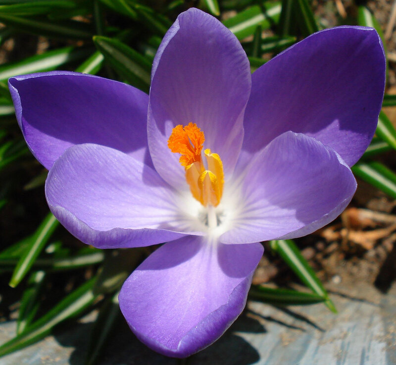 Purple Crocus Flower — Calm, Spring, Photograph, Stamen