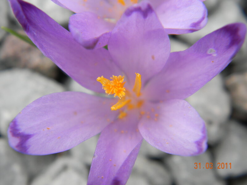 Purple Crocus Flower — Calm, Spring, Photograph